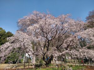 Fiori di ciliegio Giardino Rikugien