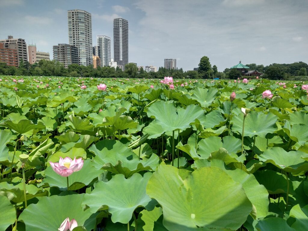 fiori di loto ueno fiori di loto ueno