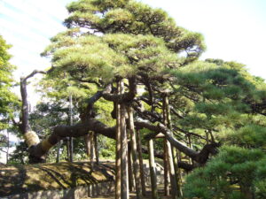 Pino di 300 anni nel Giardino Hamarikyu